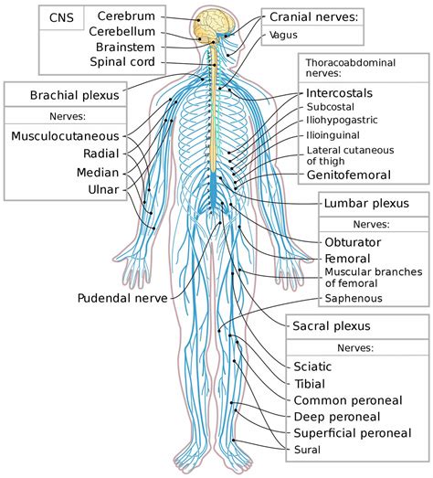 Peripheral nervous system parts, divisions & peripheral nervous system ...