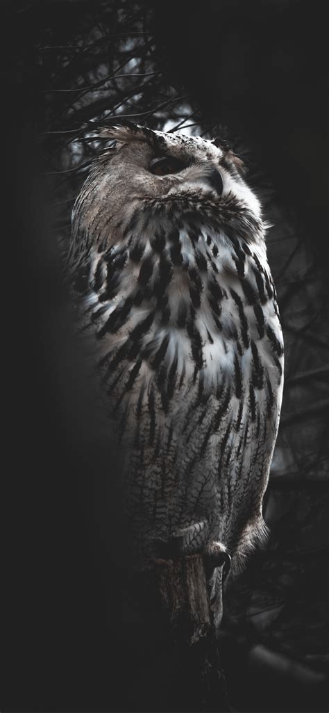 Dark Owl Wallpapers - Top Free Dark Owl Backgrounds - WallpaperAccess