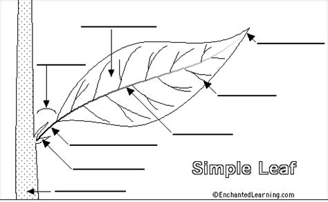 Label Simple Leaf External Anatomy - Printout - EnchantedLearning.com