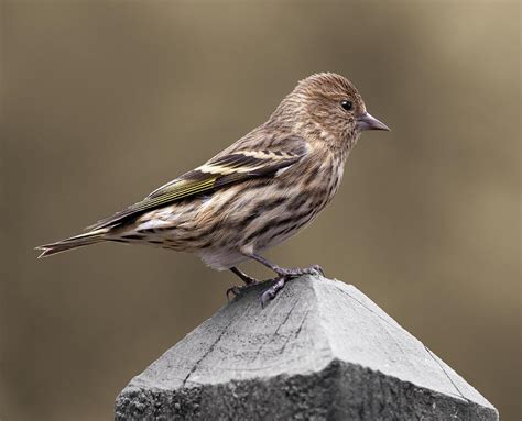 Pine siskin Photograph by Selena Ross - Fine Art America