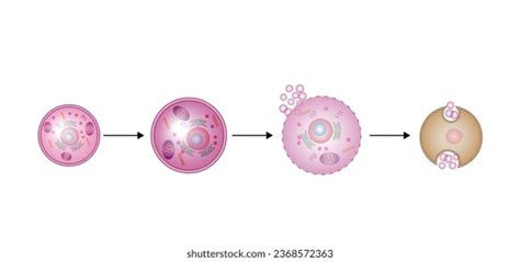 10 Autophagy Stage Images, Stock Photos & Vectors | Shutterstock