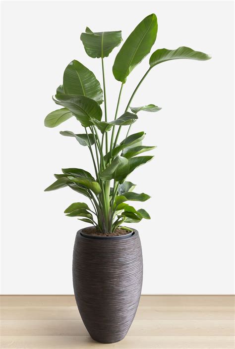 These Houseplants Make the Perfect Hostess Gift | Large indoor plants, Tall indoor plants ...