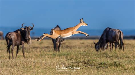 Jumping gazelle - | Africa animals, Animals, Gazelle