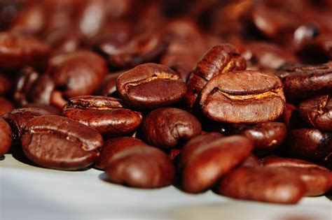 Mexico's Coffee Farm Region – Nomad Coffee Club