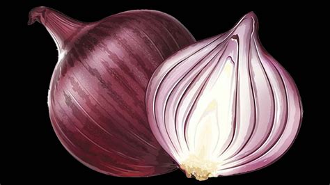 Nedarim 57: Onions — Julian Ungar-Sargon