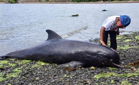 At Least 18 Melon-Headed Whales Wash Up On Mauritius Beaches