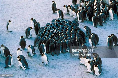 Emperor Penguin Huddle