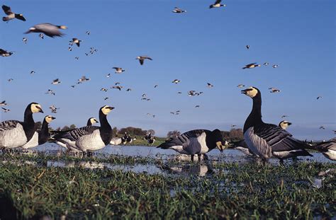 Migrations series: Which birds are arriving in the UK in autumn? | WWT