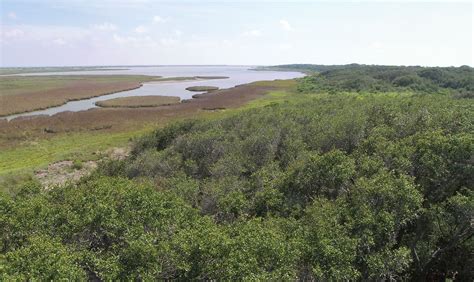 Aransas National Wildlife Refuge | Coastal, Birds, Wildlife | Britannica