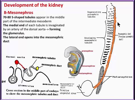 Urogenital System 3 Development of the kidney mesonephros YouTube - YouTube