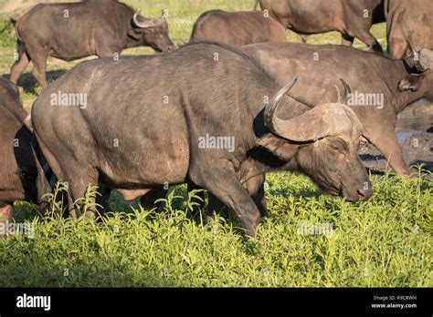 Herd of African Cape buffalo Stock Photo - Alamy