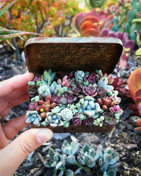 Mini succulent garden in Altoid tin. | Succulents, Planting succulents, Succulent gardening