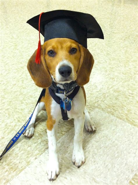 88 best Dogs-Graduation Day... images on Pinterest | Beagle puppy, Dogs ...