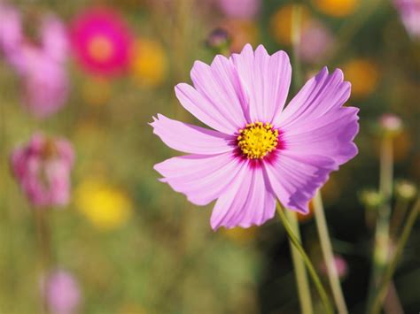 How To Grow Cosmos - Kitchen Infinity