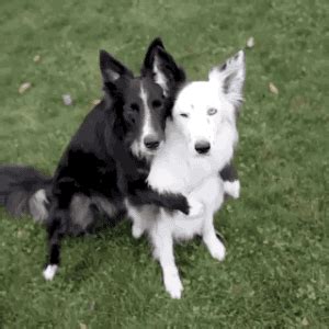 Here's the distressing reason you really shouldn't hug your dog - HelloGigglesHelloGiggles