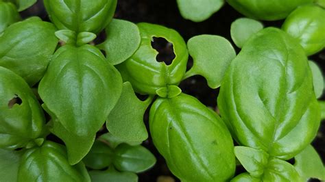 Getting Rid of Garden Slugs...Naturally — The Wine Box Gardener