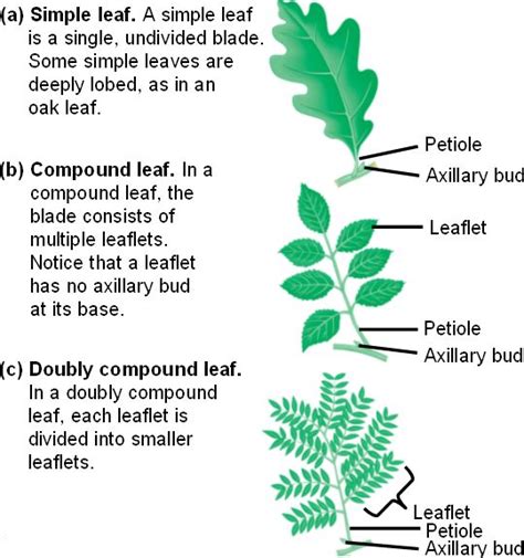 leaf_morphology.html 35_06SimpleVCompoundLeaf.jpg