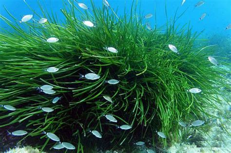 Posidonia, the lung of the Mediterranean | Medwet