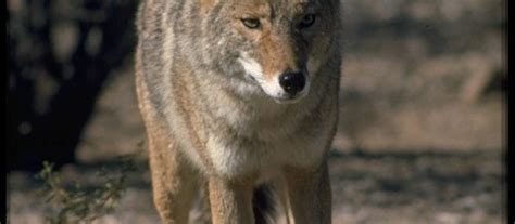 Mammals of Red Rock Canyon - Friends of Red Rock Canyon