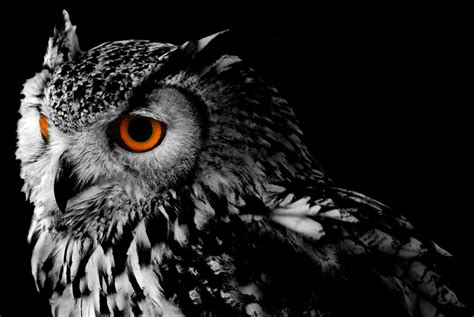 Download Animal Owl HD Wallpaper