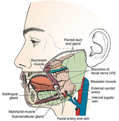 Salivary Glands