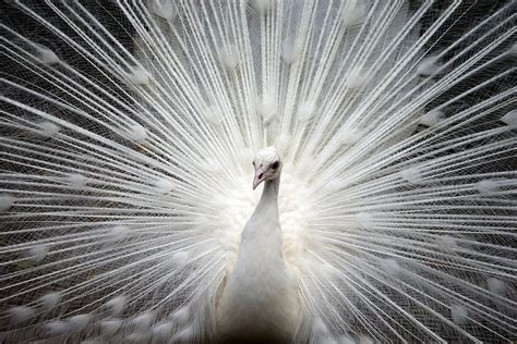 Sensational White Peacocks - All The Facts And Pictures