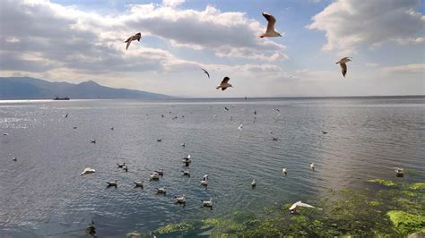 Seagulls Flying at Beach Sky 13453824 Stock Video at Vecteezy