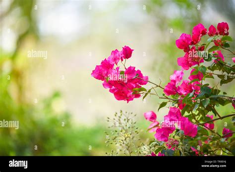 beautiful pink bougainvillea flowers garden on nature green background Stock Photo - Alamy