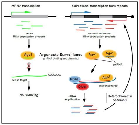 Heterochromatin Formation - Gene Center Munich - LMU Munich