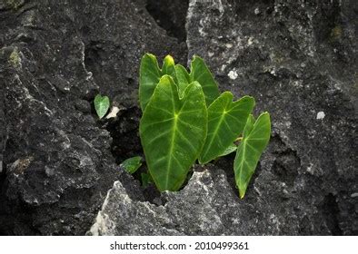 Cocoyam Images, Stock Photos & Vectors | Shutterstock