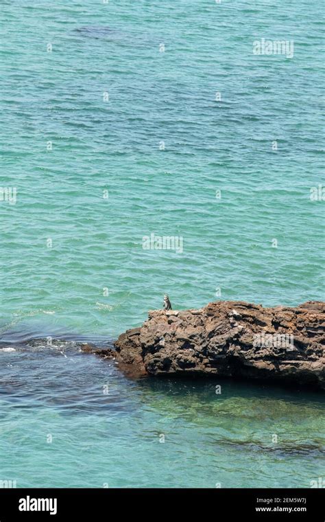 Bartolome Island, Galapagos. Bartolome Island is a volcanic islet in the Galapagos Islands with ...