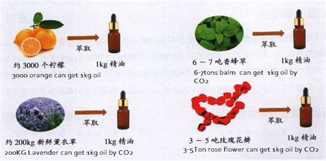 Five extraction methods for essential oils | Essential oil distillation ...