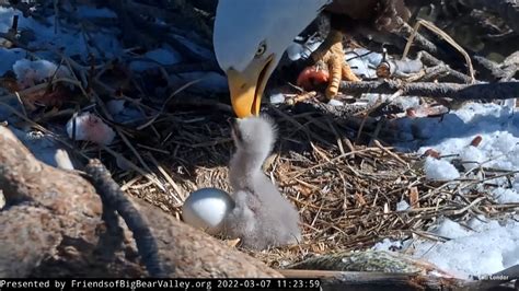 Big Bear Eagles welcome new chick | cbs8.com