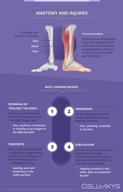 Tendons In The Foot