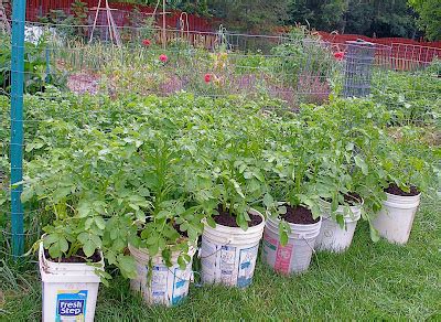 Living the Frugal Life: Potato Buckets: Experimental Yields