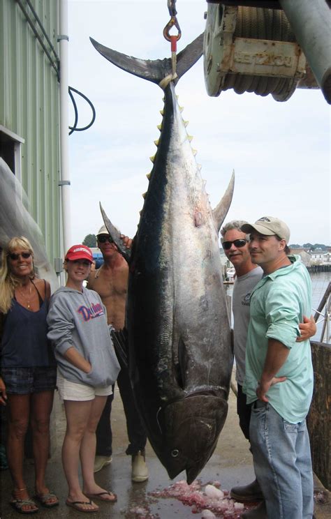 Gloucester Ma Tuna Fishing Season - All About Fishing