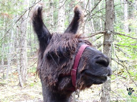 Llama trekking Montana: A most memorable travel micro-adventure - TURNIPSEED TRAVEL