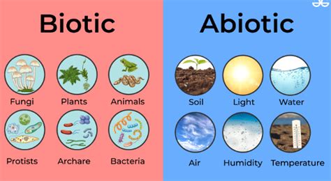 What are the Biotic and Abiotic Resources? A Comprehensive Guide with Examples – Networks For Free