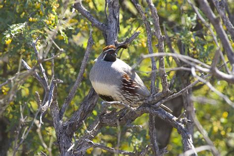 Free picture: quail, peacefully, tree