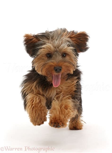 Yorkipoo dog running photo WP45605