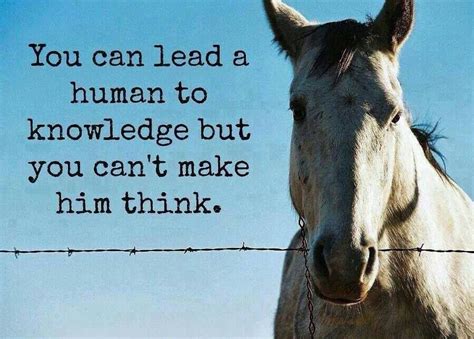 Horse sense. | Horse quotes, Thinking quotes, Horses