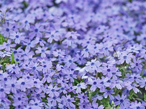 Creeping Plants In Full Sun: Groundcover Plants For Sunny Locations