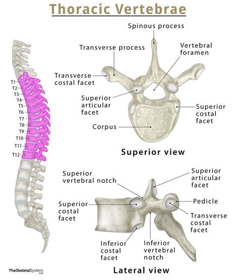 Thoracic Vertebra Labeled