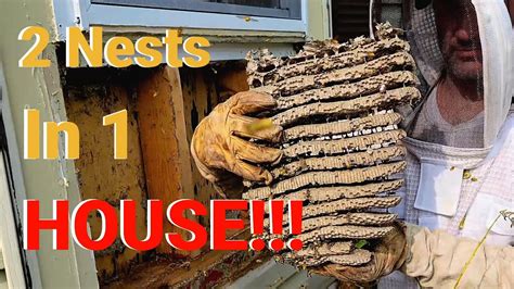 2 MASSIVE Yellow Jackets Nests INFESTING A Single HOUSE | Wasp Nest ...