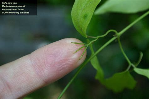 Cat’s Claw Vine: Florida Invasive Plant Added to State Noxious Weed ...