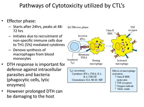 PPT - Antibody-Mediated Cytotoxicity ( Type II)Hypersensitivity 3 ...