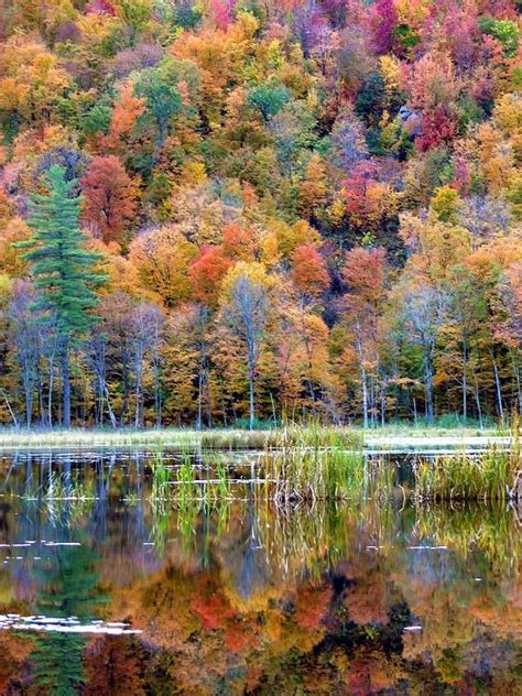 Gatineau Park during fall foliage week in October in Quebec_ Canada. It ...