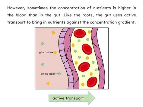 Active Transport Slides and Worksheet (GCSE Biology AQA) | Teaching Resources