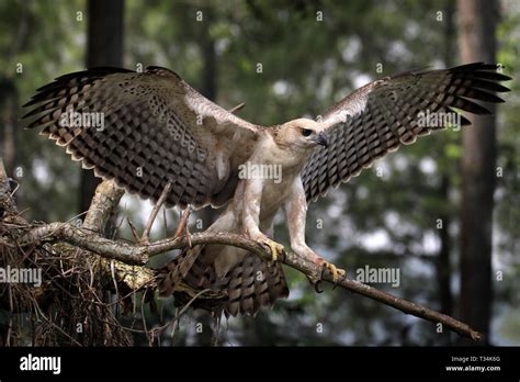 Eagle landing on a branch, Indonesia Stock Photo - Alamy