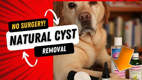 How To Get Rid of a Dog Cyst Naturally - Veterinary Secrets with Dr ...